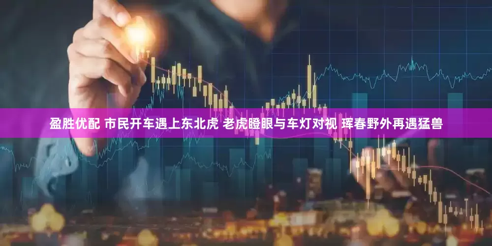 盈胜优配 市民开车遇上东北虎 老虎瞪眼与车灯对视 珲春野外再遇猛兽